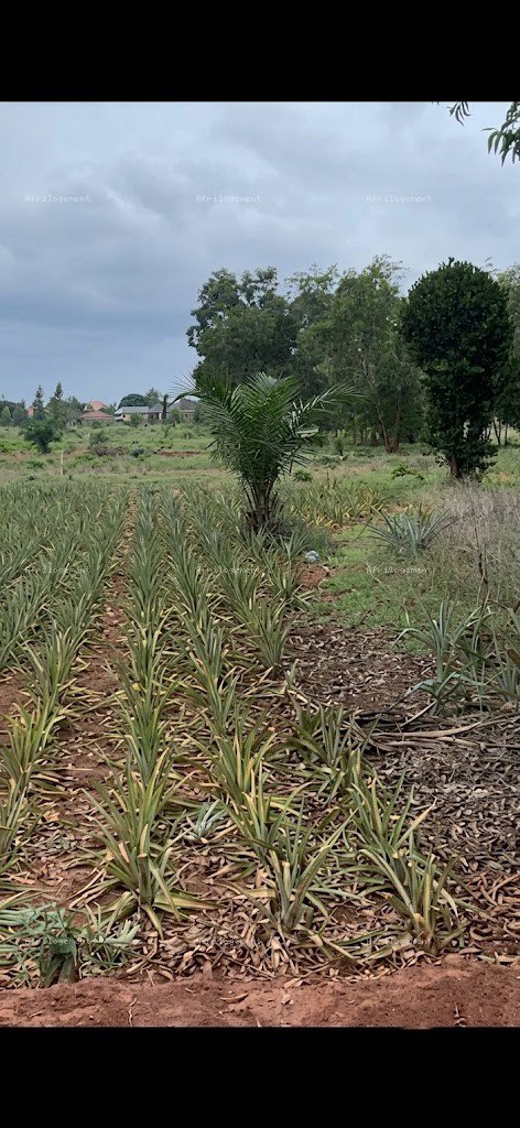 UN HECTARE A VENDRE